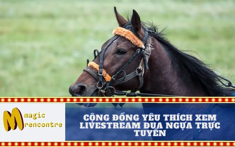 Cộng Đồng Yêu Thích Xem Livestream Đua Ngựa Trực Tuyến