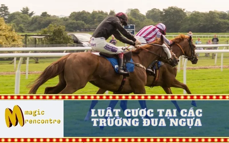 Luật Cược Tại Các Trường Đua Ngựa