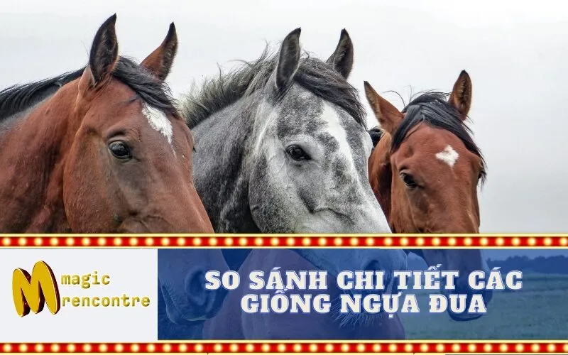 So Sánh Chi Tiết Các Giống Ngựa Đua
