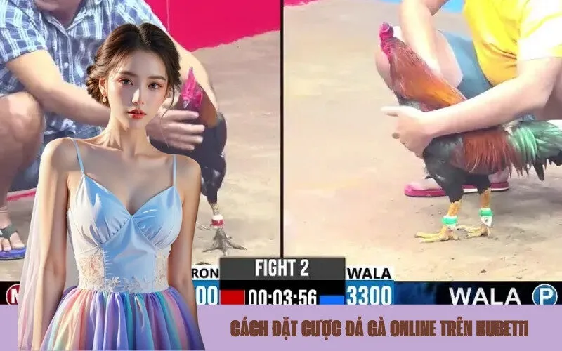 Cách Đặt Cược Đá Gà Online Trên Kubet11
