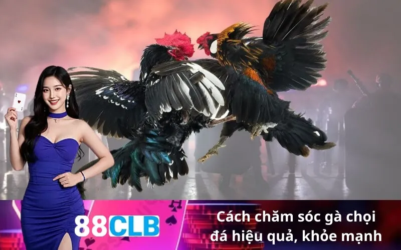 Cách chăm sóc gà chọi đá hiệu quả, khỏe mạnh