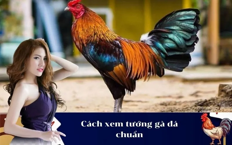 Cách xem tướng gà đá chuẩn