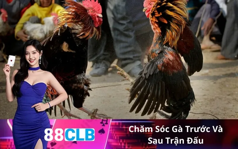 Chăm Sóc Gà Trước Và Sau Trận Đấu