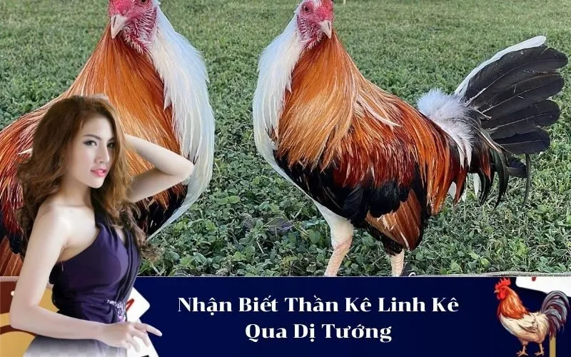 Nhận Biết Thần Kê Linh Kê Qua Dị Tướng